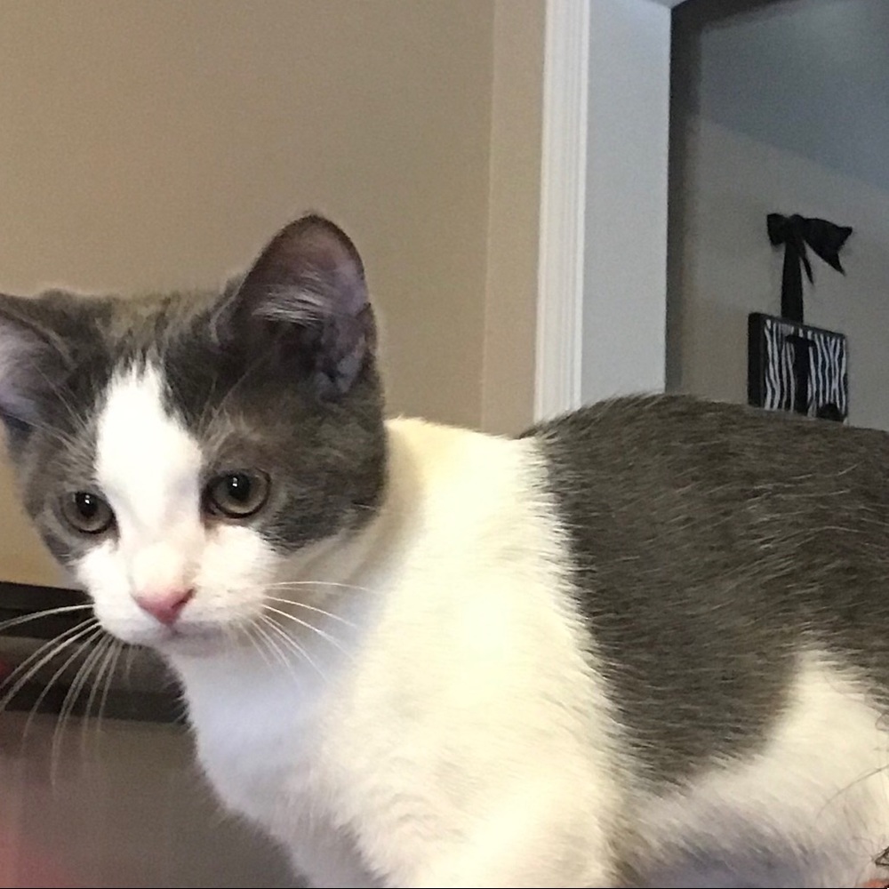 Meet your Posher, Ann